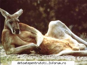 poate pica ceva click poza pentru zoom Obsedat Textual