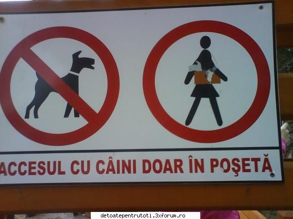 accesul caini doar in.... accesul caini doar poseta: