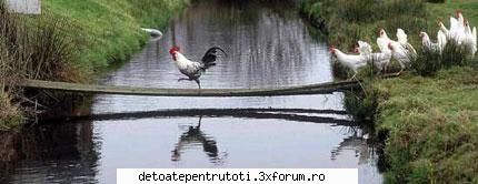 Asta da cocos ! - Click pe poza pentru zoom - CAMERA DE RAS si POZE FUNY